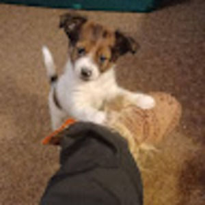 Meet your Posher, Darla